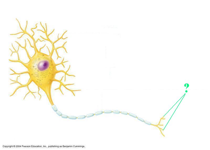 <p><span><span>Identify the indicated part of a neuron</span></span></p>