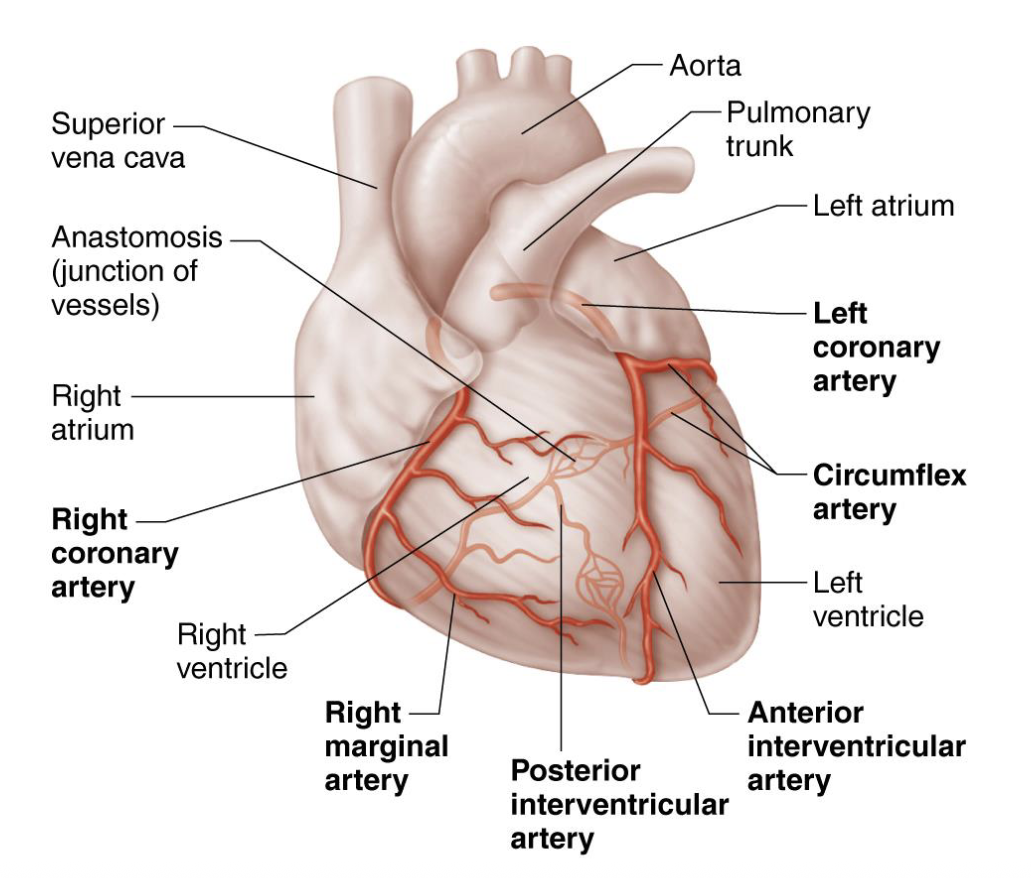 <p>Both located in the epicardium and supply myocardium</p><ol><li><p><u>Left Coronary Artery:</u> branches into 2 branches called</p></li></ol><ul><li><p>Anterior interventricular artery and circumflex artery)</p></li></ul><ol start="2"><li><p><u>Right Coronary Artery</u>: divides into 2 branches called</p></li></ol><ul><li><p>right marginal artery </p></li><li><p>posterior interventricular artery</p></li></ul><p></p>