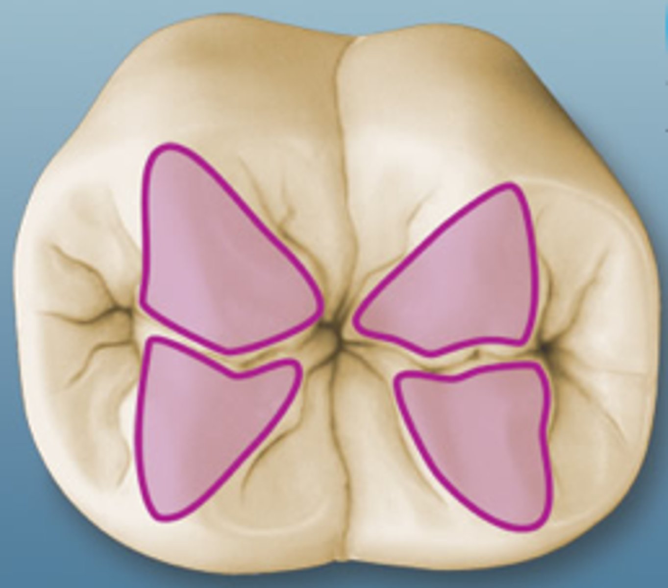 <p>cusp ridges that descend from the cusp tips toward the central part of the occlusal table</p>