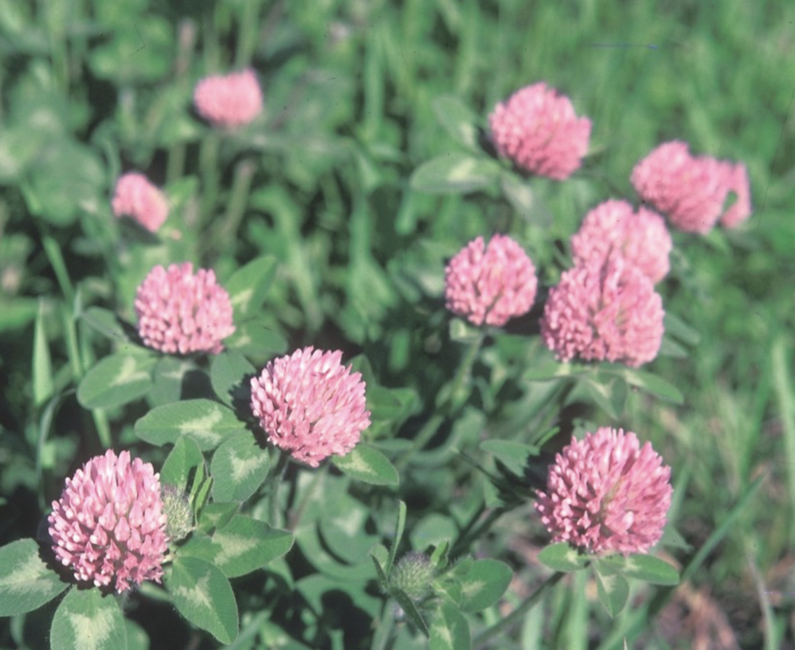 <p>red clover </p>