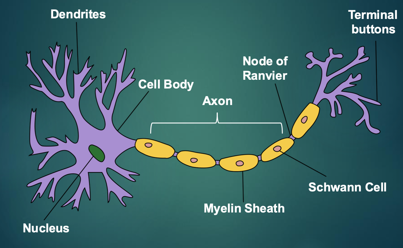<ul><li><p>Dendrites: branch-like sensations from the neuron and detect information from other neurons (increase receptive feel with the increase of branches)</p></li><li><p>Cell body: collecting all the information coming in from the thousand of neurons sending information</p></li><li><p>Nucleus</p></li><li><p>Axon: transmit to other neurons (the connection) (axon can be as long of the base of the spine to the base of the foot)</p></li><li><p>Myelin Sheath (myelinated axon): an insulating layer around axons that increases conductions between neurons and rapid transmutations of action potentials</p><ul><li><p>very helpful if you need to react to burns, heat, pain faster</p></li></ul></li><li><p>Glial cell (Schwann cell): help form the myelin sheet</p></li><li><p>Nodes of Ranvier: information jumps on node of ranvier</p></li><li><p>Terminal buttons: when firing an action potential, information goes to the synaptic cleft</p></li></ul><p></p>