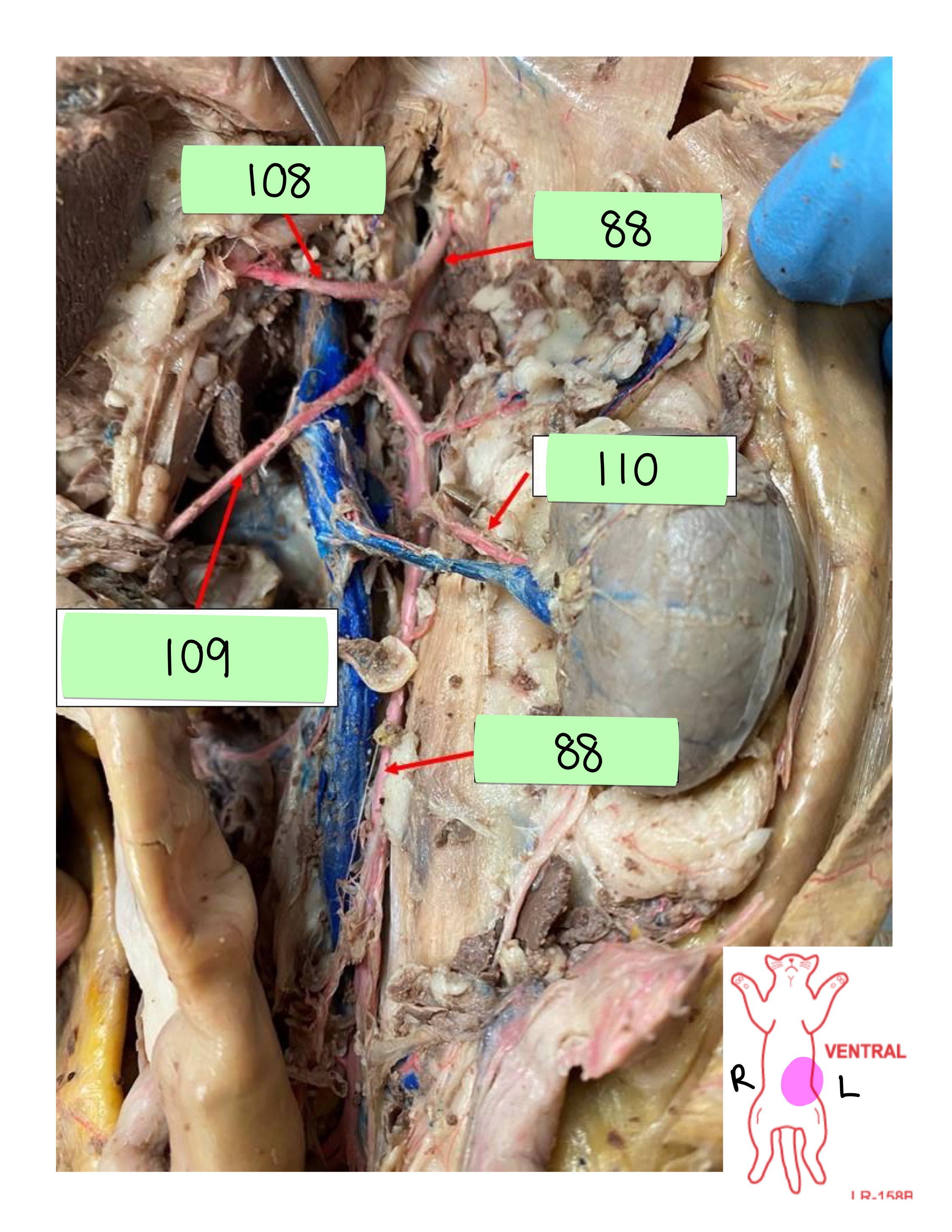 <p>cranial mesenteric artery</p>