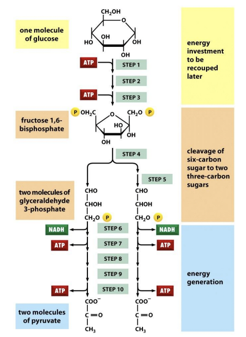 <p><strong>sucrose</strong></p>