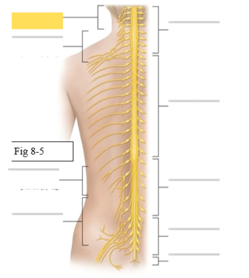 <p><span style="background-color: transparent; font-family: &quot;Times New Roman&quot;, serif;"><span>skin and muscles of neck and shoulder</span></span></p><ul><li><p><span style="background-color: transparent; font-family: &quot;Times New Roman&quot;, serif;"><span>Phrenic- diaphragm</span></span></p></li></ul><p></p>