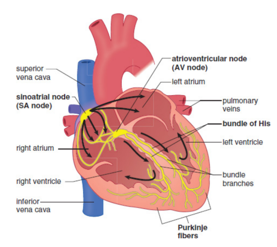 <p>Cardiac muscle has myogenic activity, meaning that it can contract without any neurological input. The SA node generates about 60–100 beats per minute, even if all innervation to the heart is cut. The neurological input to the heart is important in speeding up and slowing the rate of contraction, but not generating it in the first place.</p>