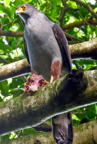 <p>What bird is this?</p>