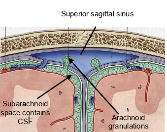 <p>CSF in the subarachnoid drains how?</p>