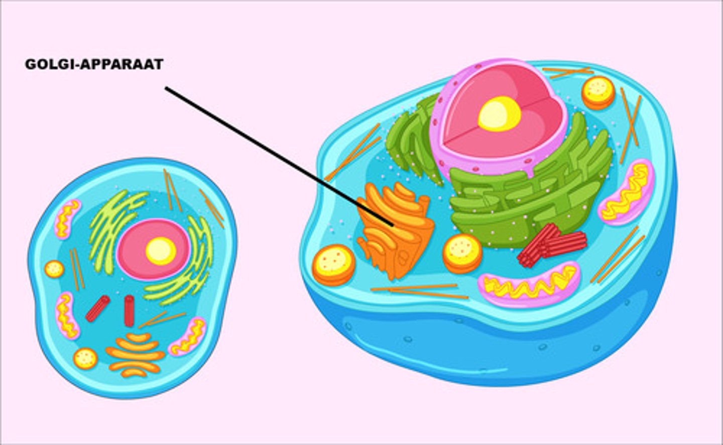 <p>Verwerkt, verpakt en vervoert eiwitten</p>