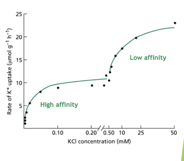 <ul><li><p>biphasic kinetics→ two distinct transport proteins involved</p></li></ul><ol><li><p>At 1mM → high afffinity</p><ul><li><p>active symport</p></li><li><p>potassium starved</p></li></ul></li><li><p>At higher concen→ low affinity system </p><ul><li><p>through K+ channels</p></li><li><p>high potassium fertility→ so need a lower affinity</p></li></ul></li></ol><p></p>