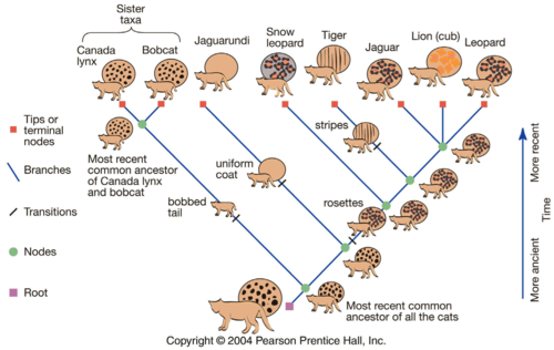 <p>defines a species as a set of organisms with a unique genetic history</p>