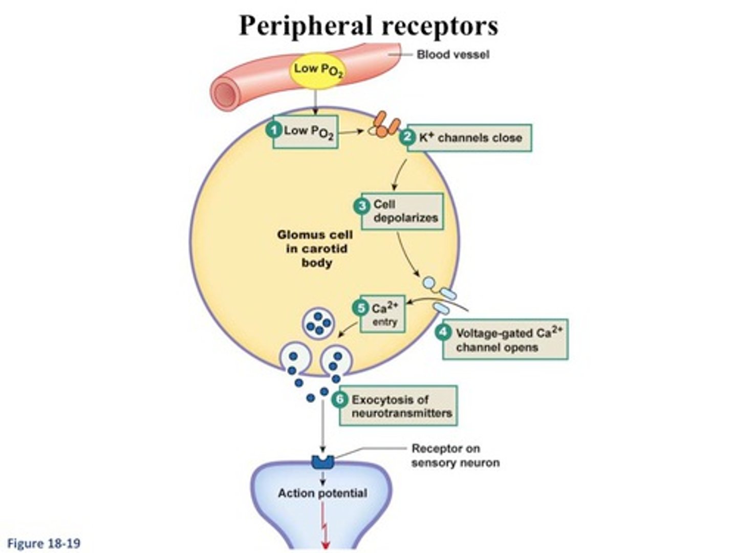 <p>glomus type 1 cells - hypothesized that volatile agent metabolism creates a reactive oxygen species that impairs the glomus type I cells</p><p>so, the agents that undergo the greatest amount of biotransformation (hepatic metabolism) inhibit the hypoxic drive the most (Halothane > Sevo > Iso > Des)</p>