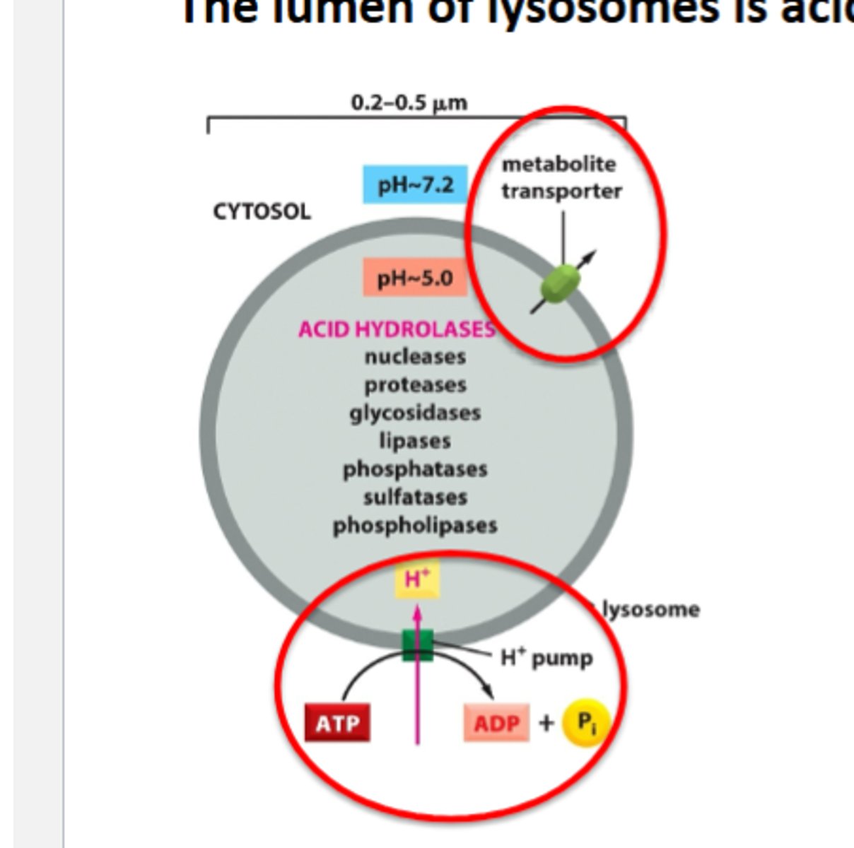 <p>acidic , full of hydrolytic enzymes</p><p>- lumen is acidic because of proton pum</p><p>lysosomes contan hydrilytic enzumes that can break down any bio molecules</p><p>- lysosomes enzymes funtionaround 5ph . collectively called acid hydrolases</p><p>lysosomes contain membrane transporters so that products of degredation can be used by he cell</p>