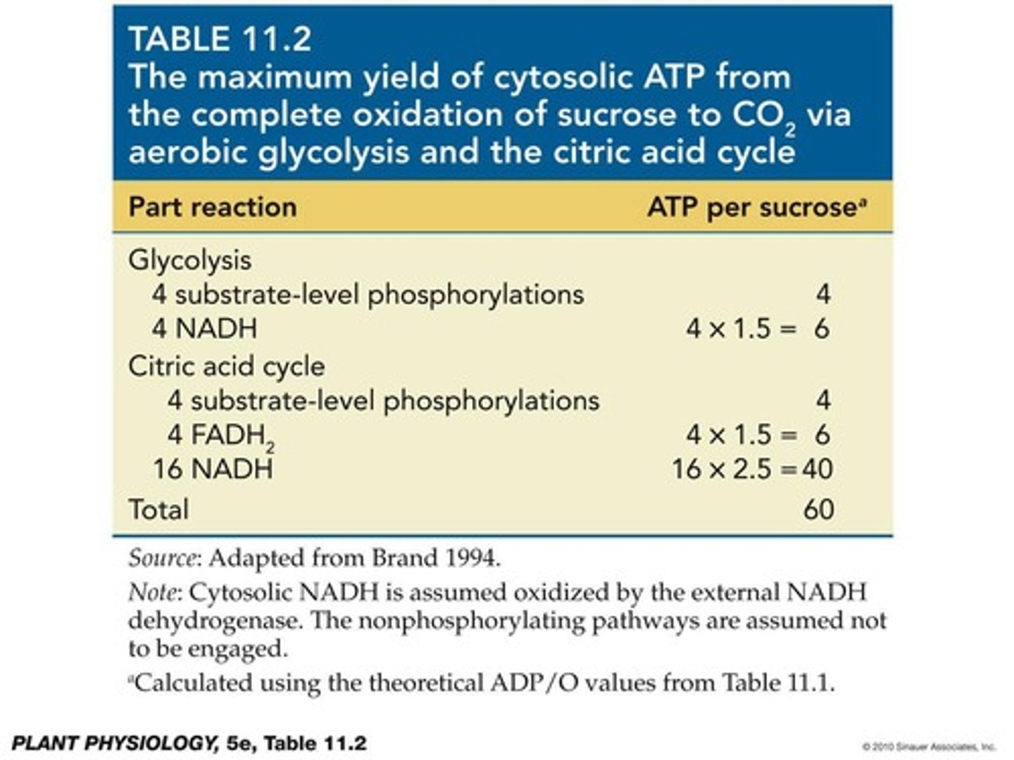 <p>About 60 ATP per sucrose, including contributions from substrate-level phosphorylation and oxidative phosphorylation.</p>