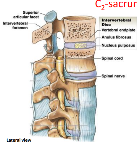 <ul><li><p>Anulus fibrosus: outer layer</p></li><li><p>Nucleus pulposus: inner layer</p></li><li><p>Vertebral endplate: make up the inferior and superior surfaces</p></li></ul>