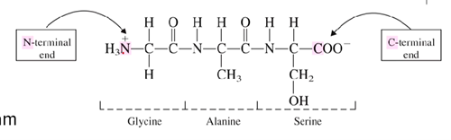 <p>The N-terminus is the start of a protein or polypeptide, referring to the free amine group located at the end of the polypeptide </p><ul><li><p>C-terminus is the end with the free carboxyl group&nbsp;</p></li></ul><p></p>
