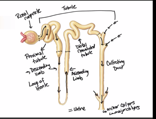<p>often have 4-5 nephrons connecting to one connecting duct </p>