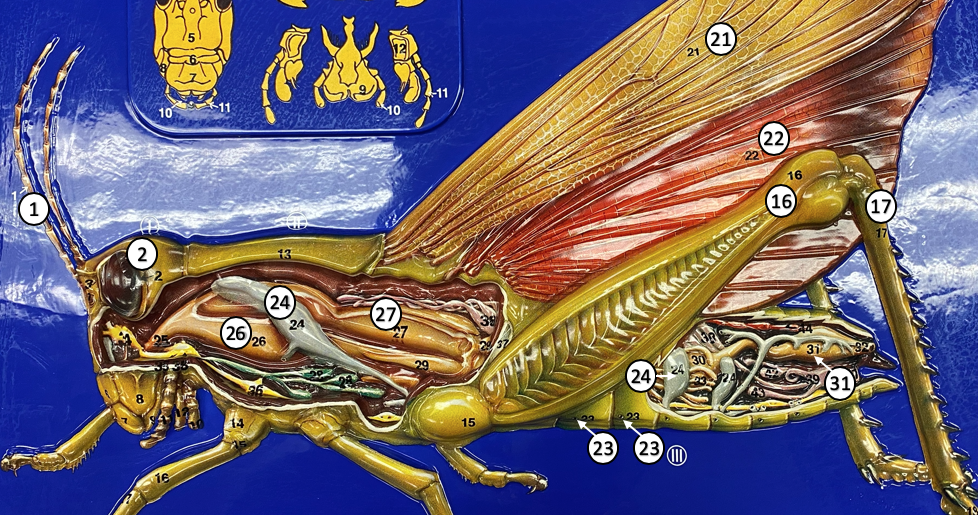 <p><span><strong>What structure is represented by the number </strong></span><strong>"16"</strong><span><strong> on the grasshopper model?</strong></span></p>