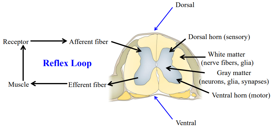 <ul><li><p>The activation of a receptor activates a afferent fiber. The information comes through the dorsal horn. </p></li><li><p>The efferent neurons, located in the ventral spinal cord, leaves the ventral area. </p><ul><li><p>Afferent comes through dorsal part of the cord. </p></li><li><p>Efferent comes through the ventral part of the cord.</p></li></ul></li><li><p>The efferent fiber then activates a muscle.</p></li></ul><p></p>