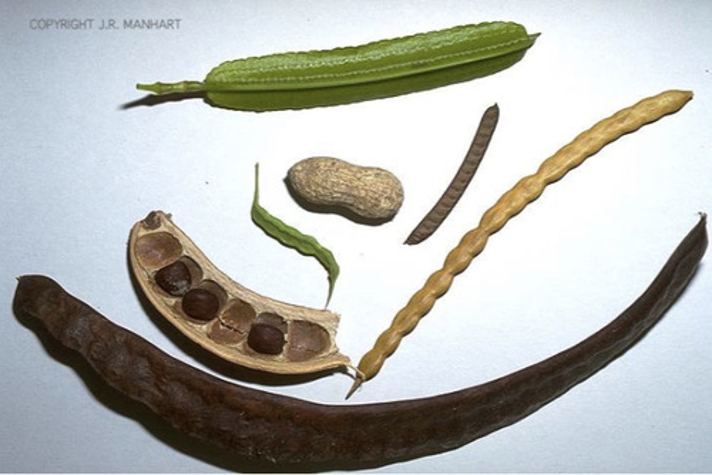 <p>Dry dehiscent fruit that develops from a simple pistil that splits along two sutures into two values- the edible portion is usually the seeds or immature ovaries with seeds→ peas, beans, peanuts, catalpa</p>