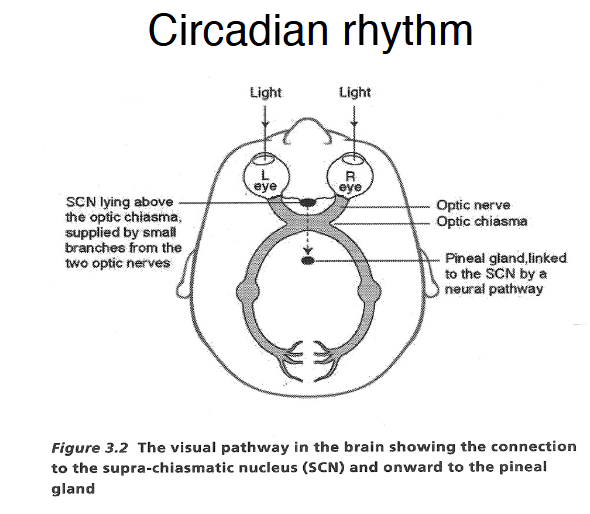 <p><span><span>Circadian rhythm</span></span></p>