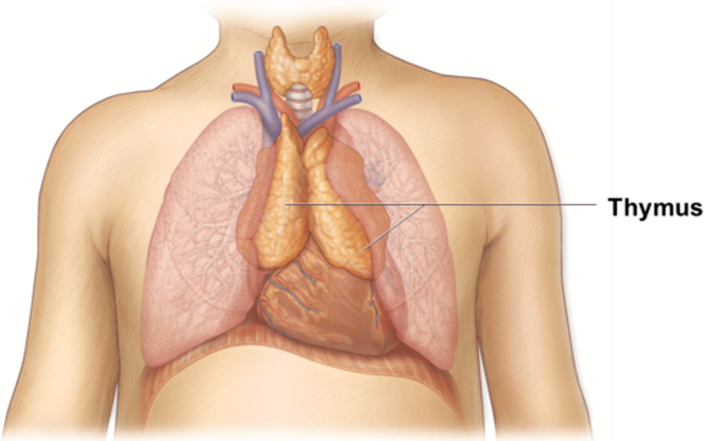 <p>Site of maturation of white blood cells (T cells), TT is T-lymphocytes (T cells) in the immune system</p>