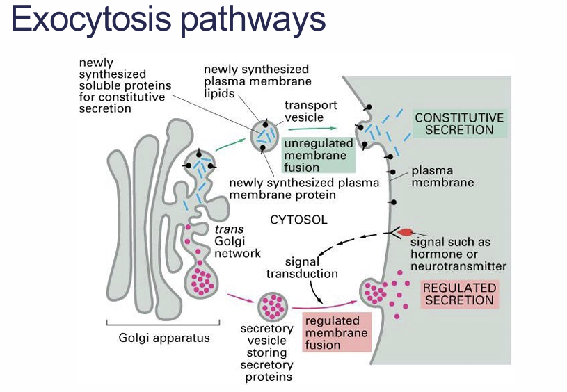 <p>Regulated exocytosis?</p>
