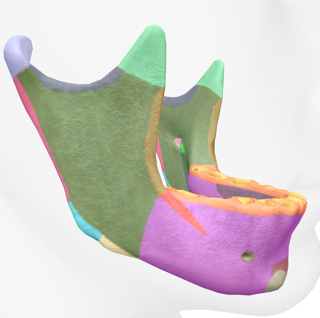 <p>bottom back corner of the ramus of the mandible </p>