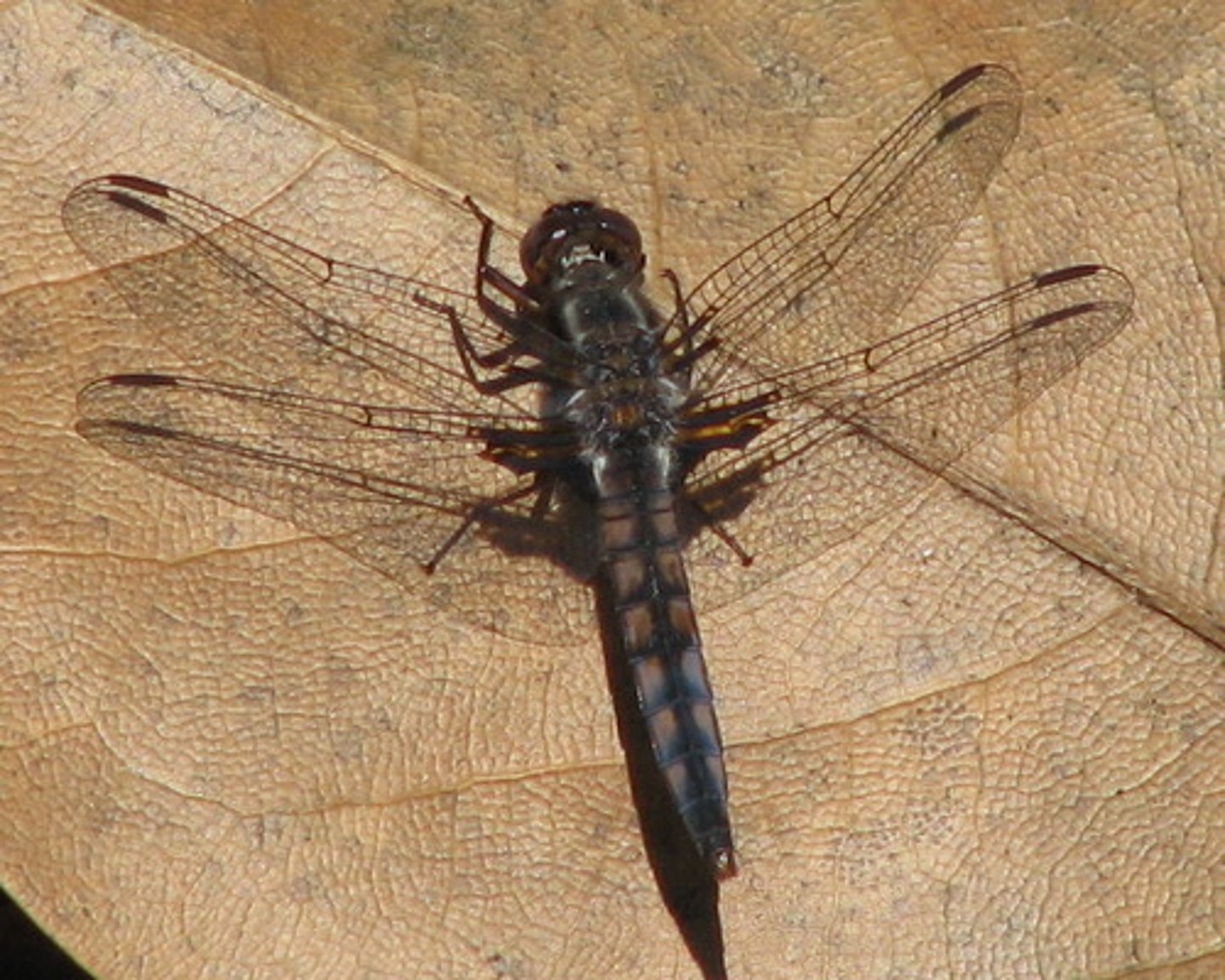 knowt flashcard image