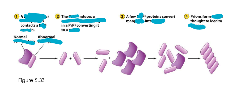 <p>Prion replication method</p>