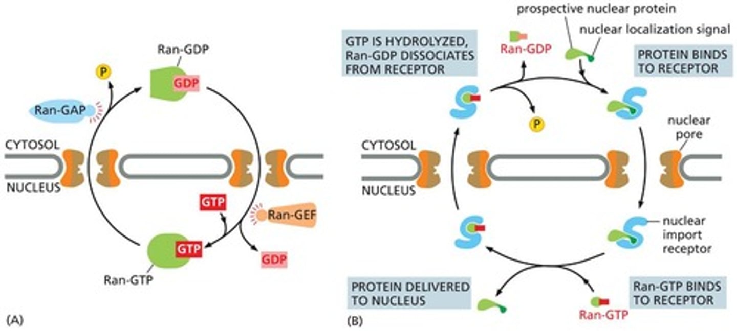 <p>A small monomeric GTPase that exists in two conformations—one carrying GTP and the other GDP.</p>
