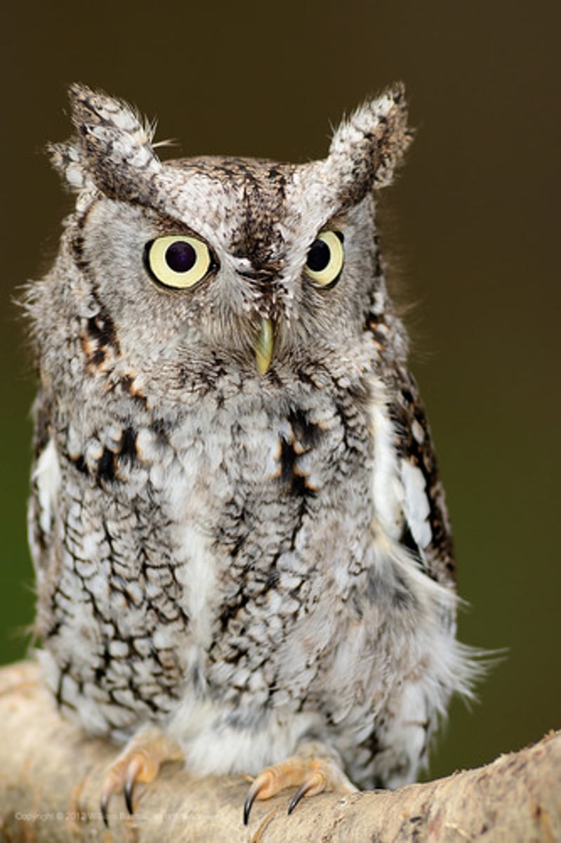 <p>Strigiformes</p><p>Strigidae</p>