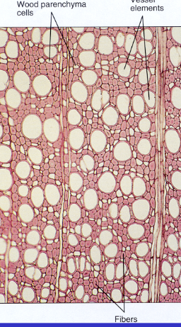 <ul><li><p>conduct water</p></li><li><p>tracheids and vessel elements</p></li></ul><p></p>