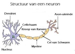 Deze uitlopers van de neuron geven signalen door aan het perikaryon. Dit noemt men afferente signalen.
