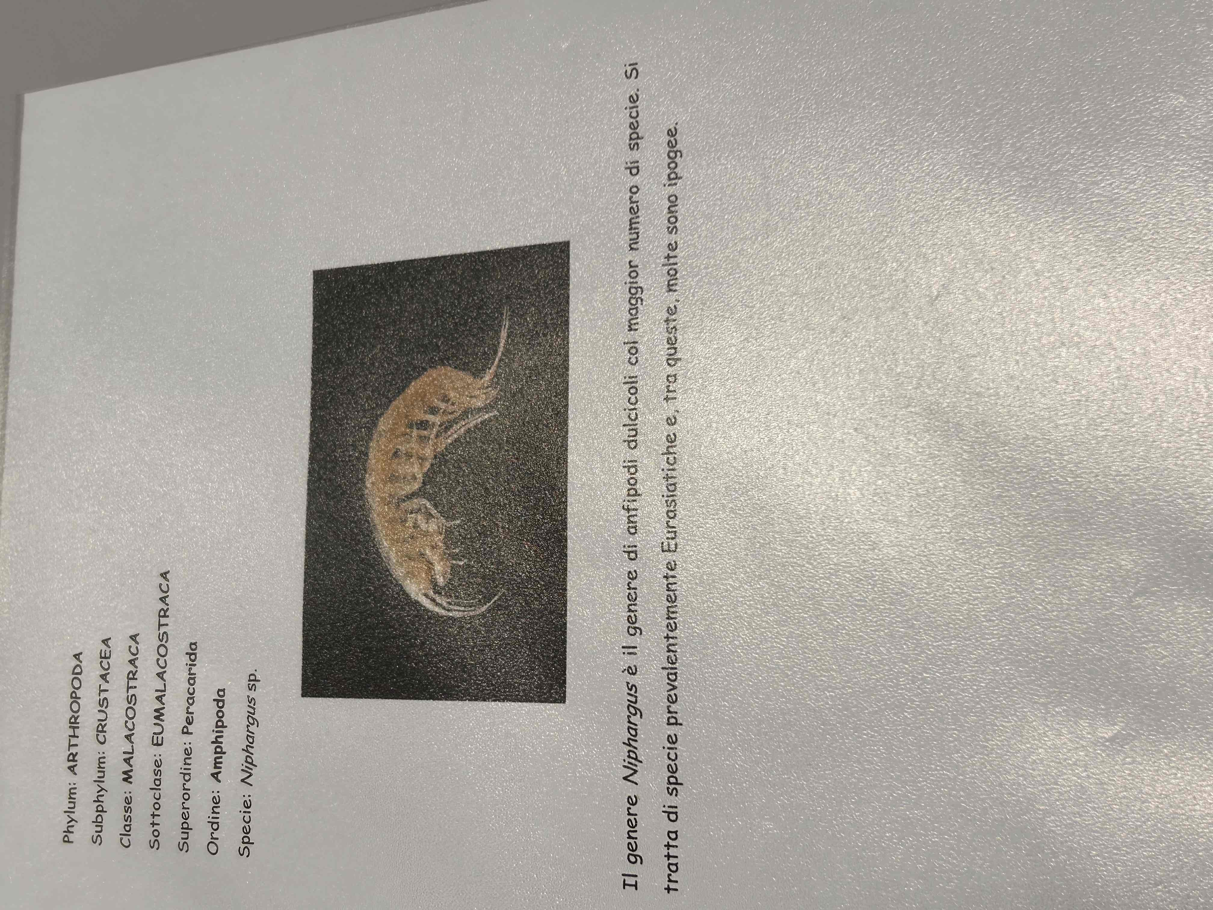 <p>Crustacea</p><p>Malacostraca</p><p>Eumalacostraca </p><p>(Amphipoda)</p><p>Niphargus sp</p>