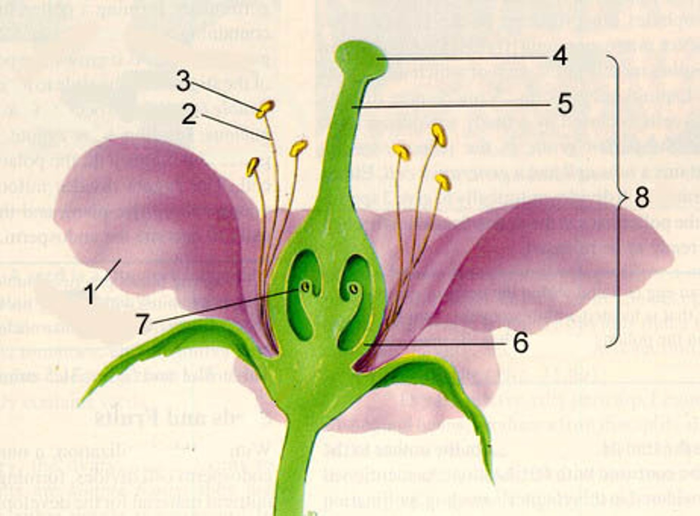 <p>What is flower structure #7 called?</p>