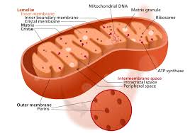 <p>Mitochondria</p>
