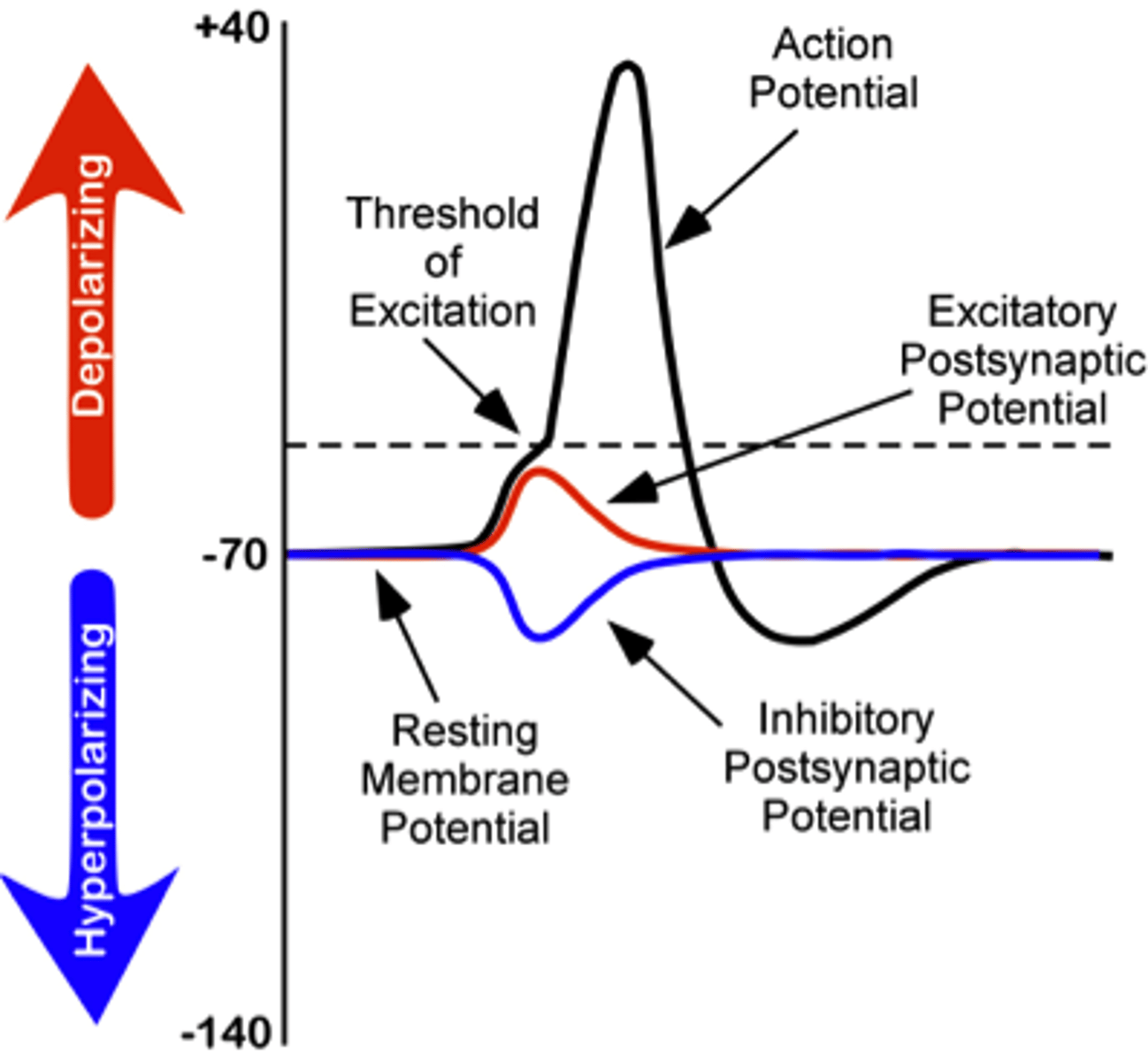 <p>excitatory; inhibitory</p>