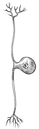 <p>a shape-classified neuron that has that has one process (axon) extending from the side of the soma, which then splits into two branches, one extending into the PNS and one to the CNS. the process serves functions of the dendrites and axons. they play a role in transmitting information related to touch, proprioception, pain, and temperature</p>
