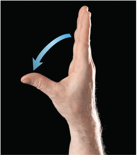 <p>moves the thumb away from the plane of the hand so it points anteriorly</p>