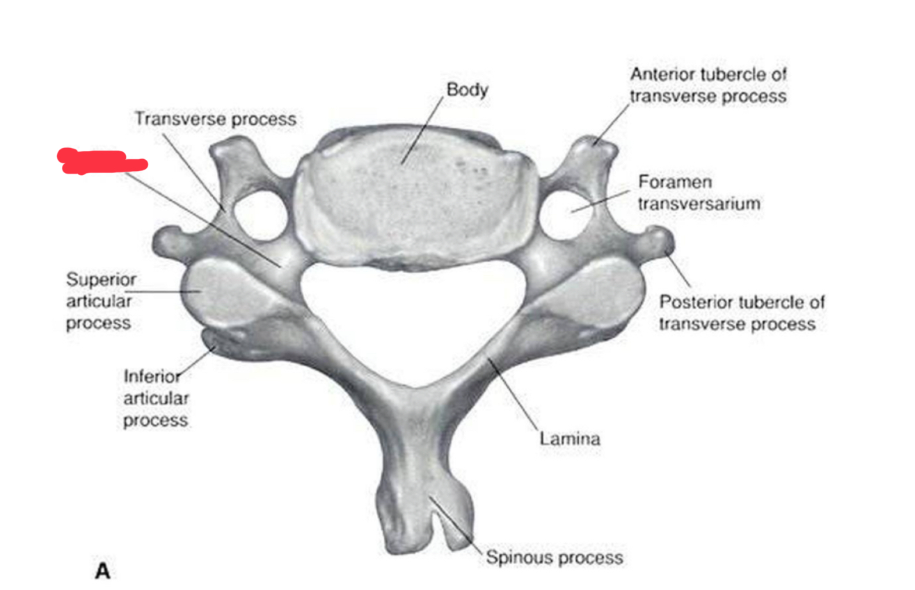 <p>What is this structure?</p>