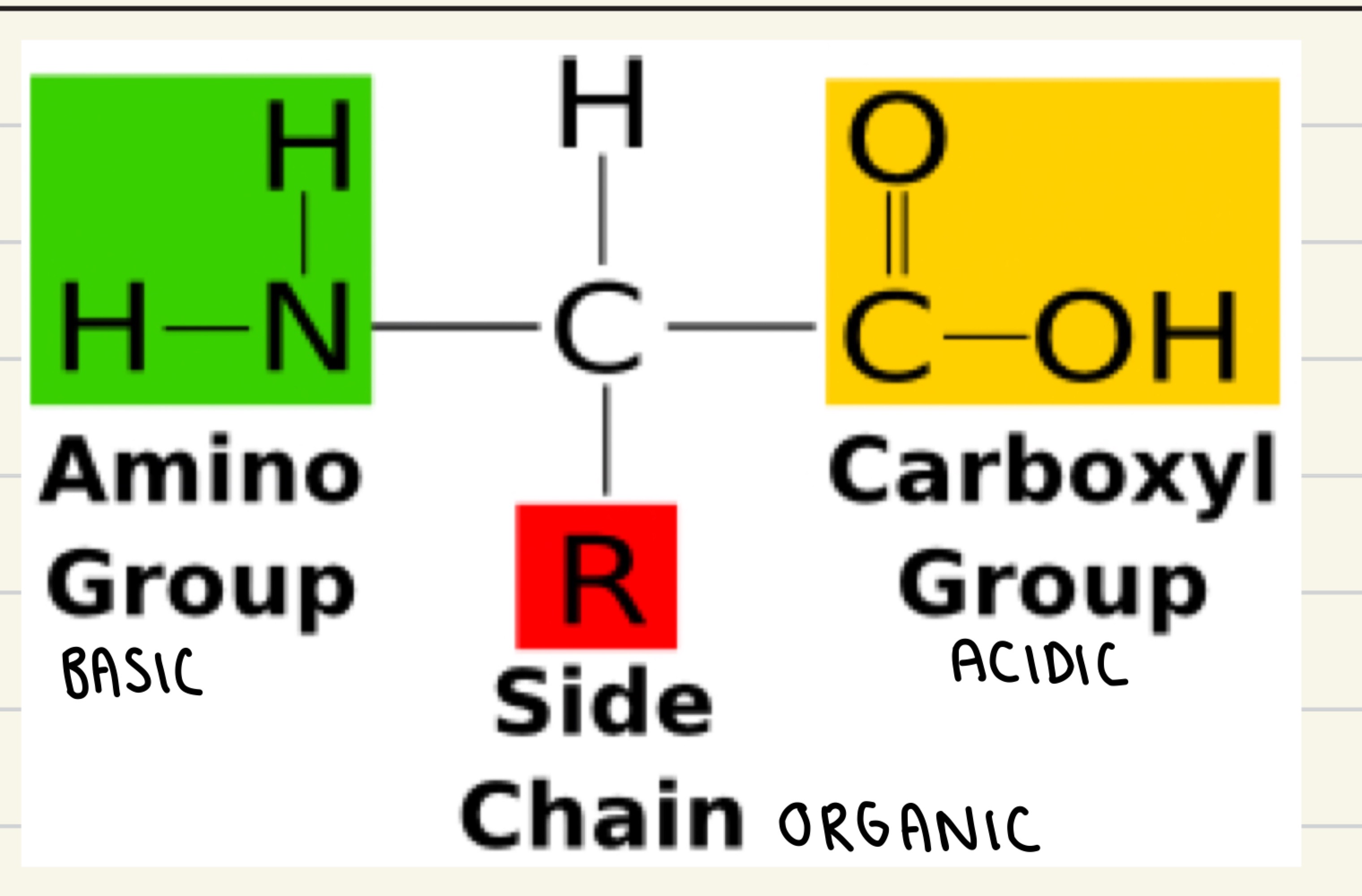 → All contain alpha carbon where NH2 and COOH are attached 

→ Side chain unique to each amino acid 