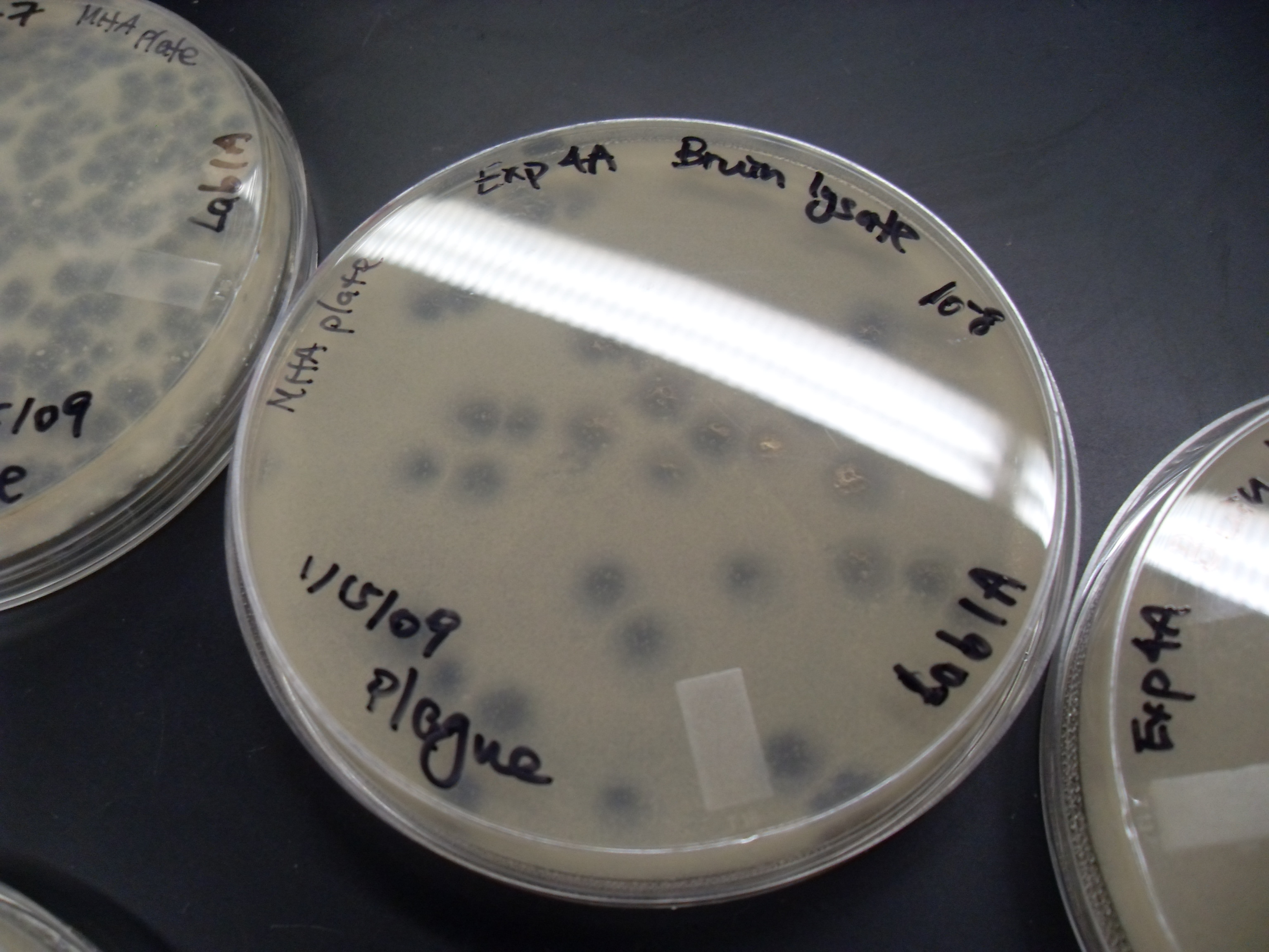 <p>what are plaques&nbsp;</p>