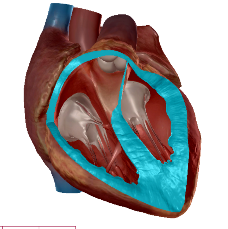 The Heart Flashcards | Knowt