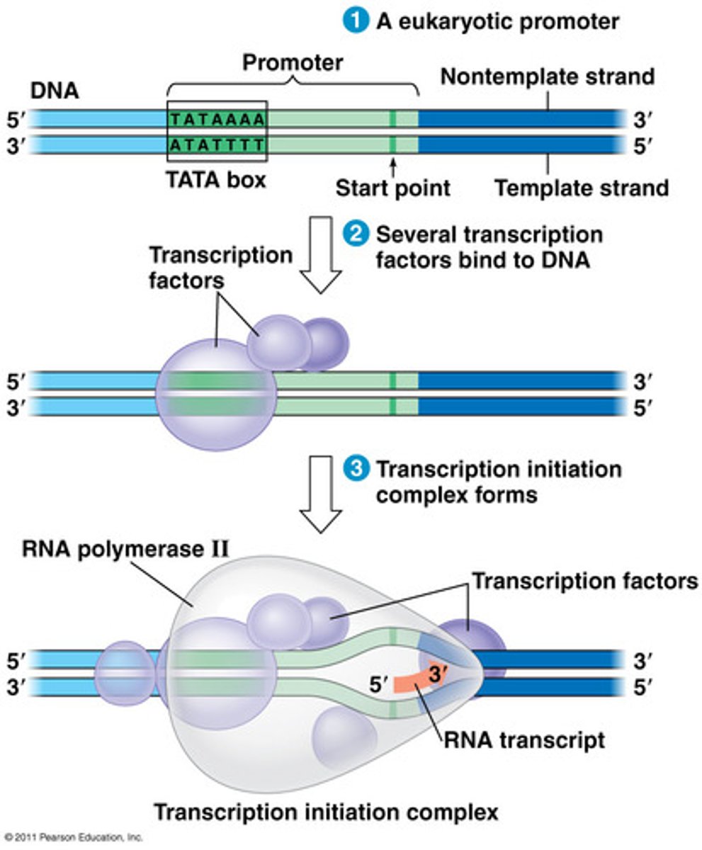 <p>RNA polymerase recognizes and binds to a promoter region on double stranded DNA, and DNA unwinds to allow transcription to begin</p>