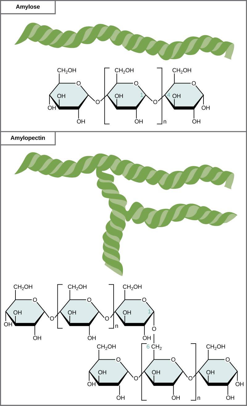 <ul><li><p>amylose (basic and 1-4 glycosidic bonds)</p></li><li><p>amylopectin (alpha 1-4 links but with some alpha  1-6 links which makes branches)</p></li></ul><p></p>