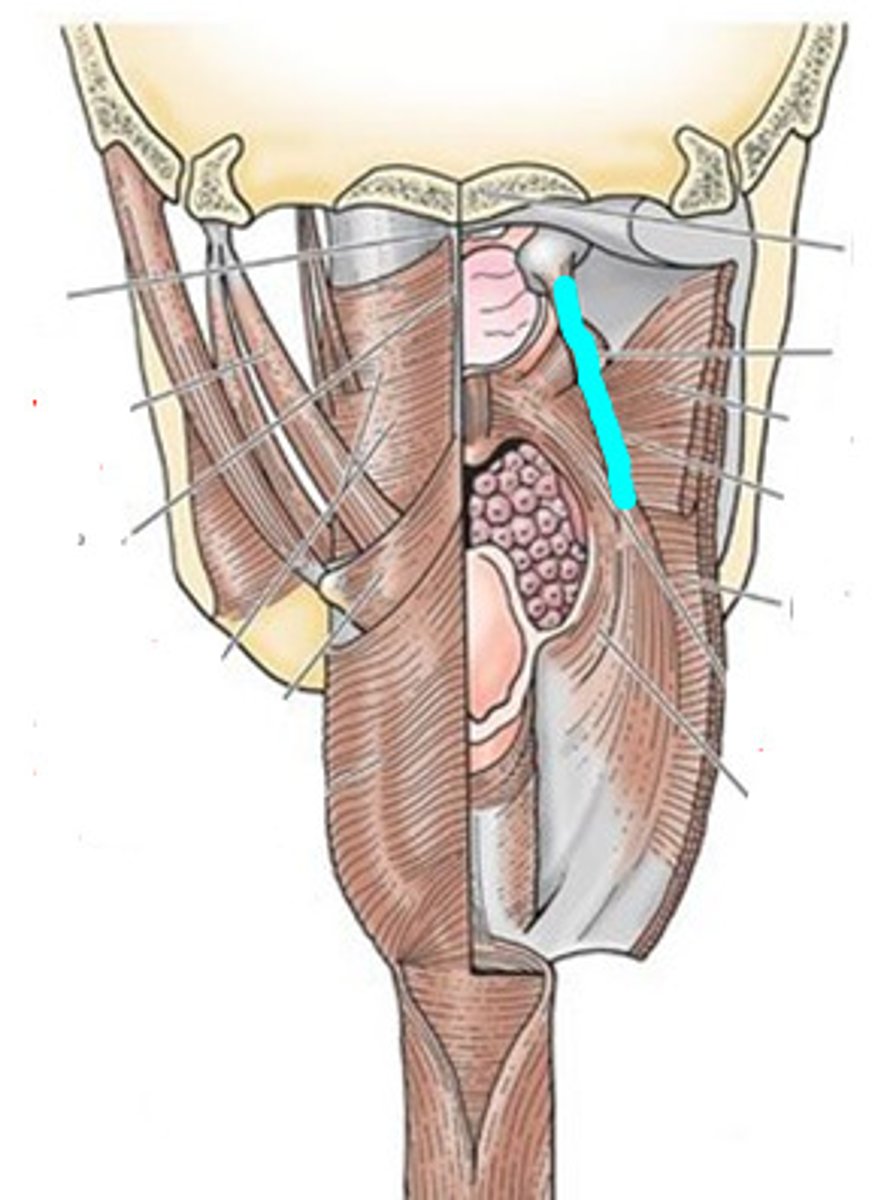 <p>elevates lateral pharyngeal wall (shorten the pharynx)</p>