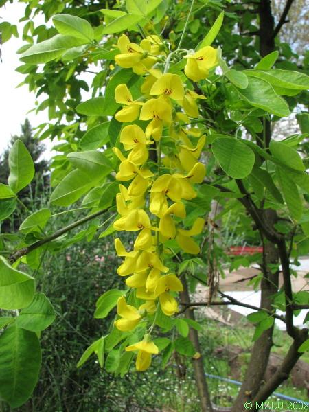 <p><span><em>Laburnum anagyroides</em></span></p>