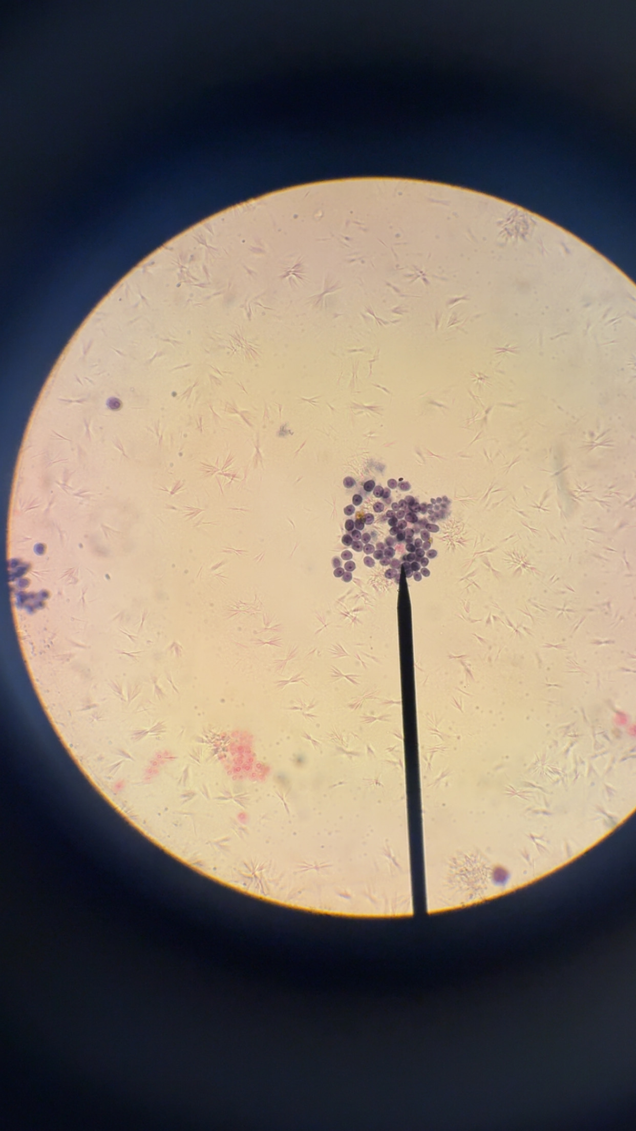 <p>What phylum </p>