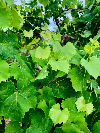 <p>What are the genus and specific epithet of this plant species?</p>