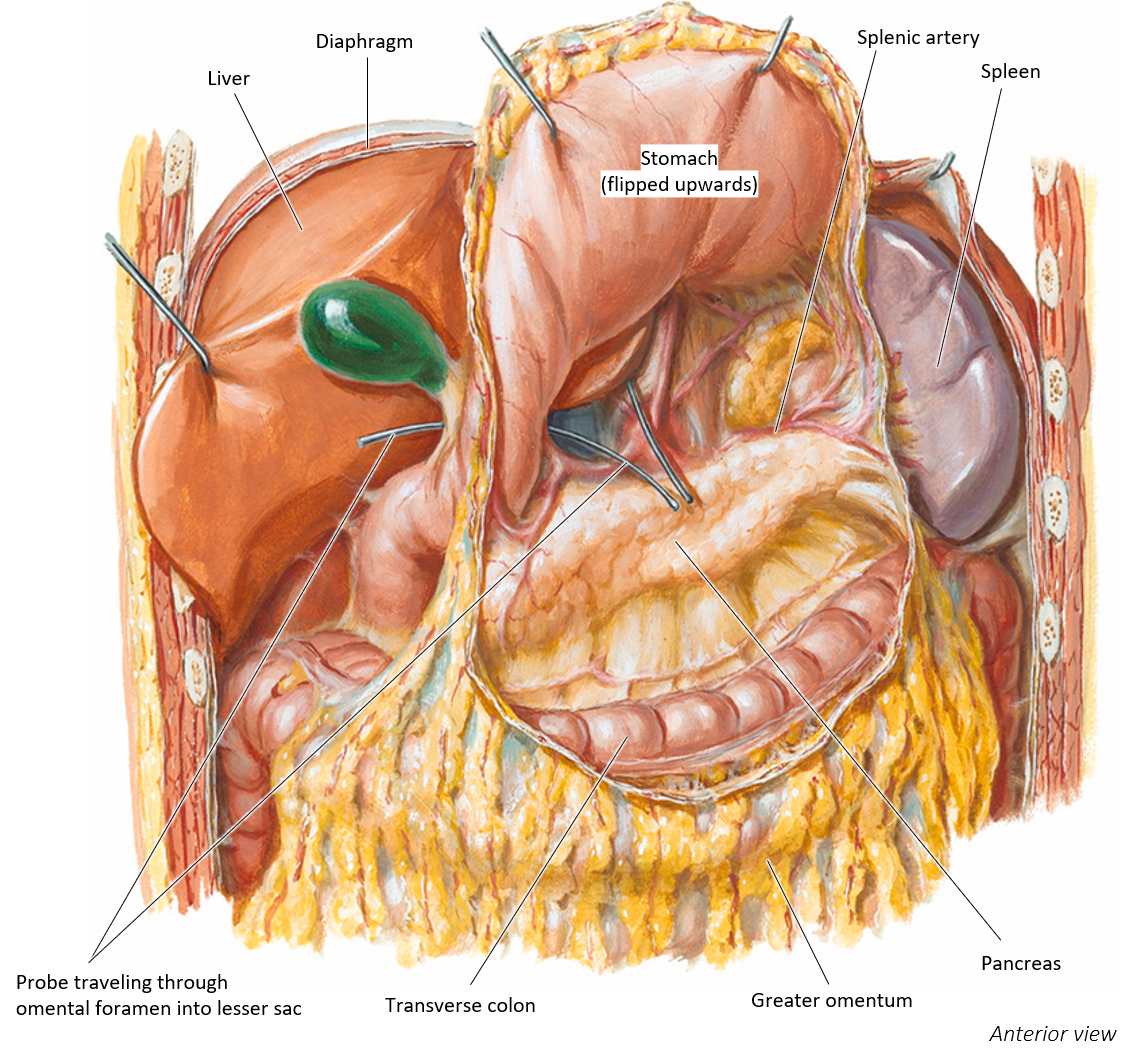 <ul><li><p><strong>posterior</strong> to the anterior abdominal wall and the left lobe of the liver.</p></li><li><p><strong>anterior</strong> to the lesser sac, pancreas, splenic artery, and spleen.</p></li><li><p><strong>inferior</strong> to the diaphragm.</p></li><li><p><strong>superior</strong> to the transverse colon and greater omentum.</p></li></ul><p></p>